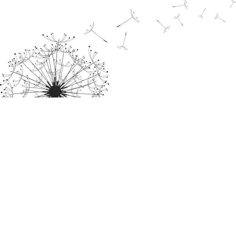 Dandelion Seeds Blowing in the Wind