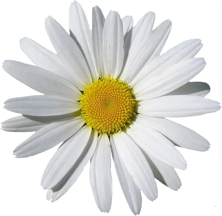 Bright White Daisy Flower
