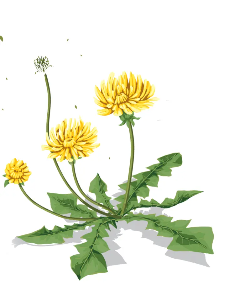 Yellow Dandelion with Green Leaves