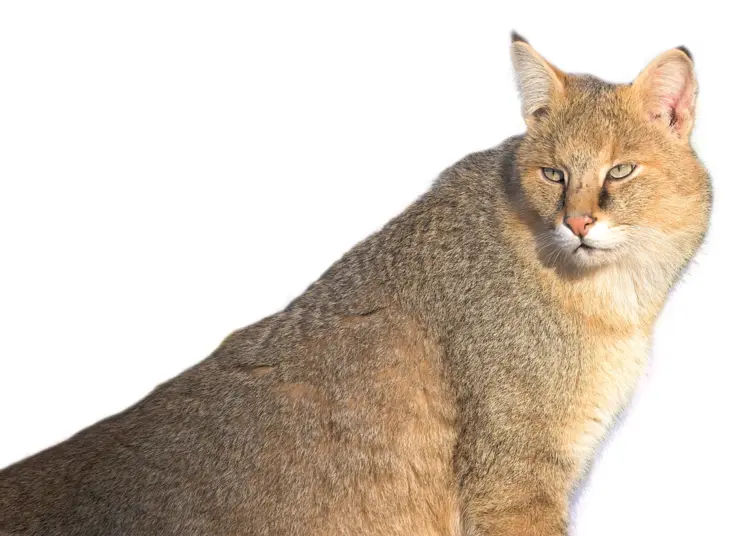 Wild Cat in Natural Habitat