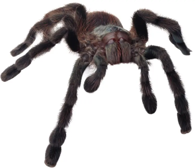Hairy Tarantula with Long Legs