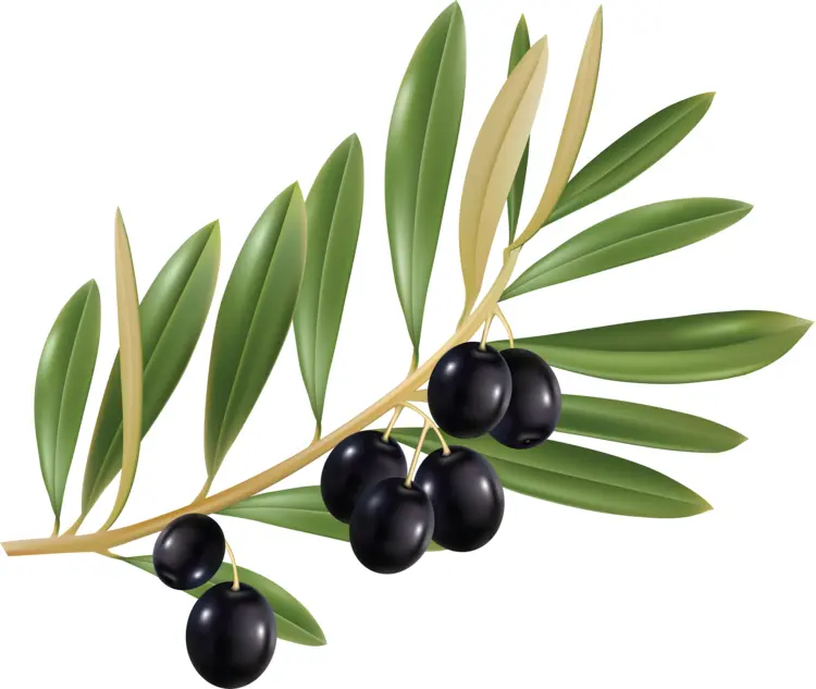 Black Olives on Branch with Green Leaves