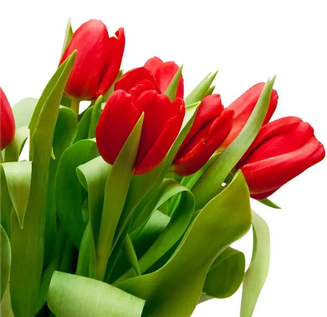 Vibrant Red Tulips