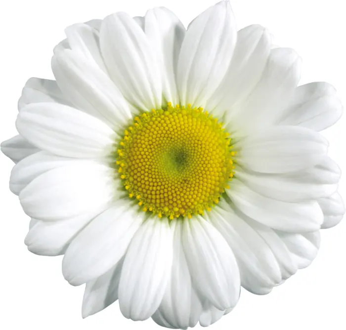 White Daisy Flower
