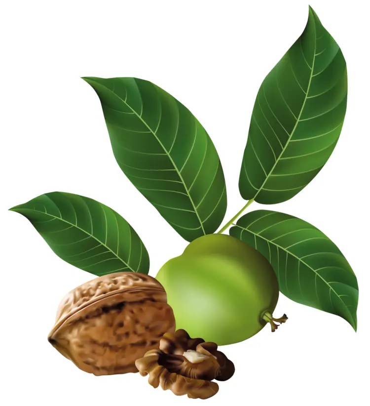 Walnut with Leaves