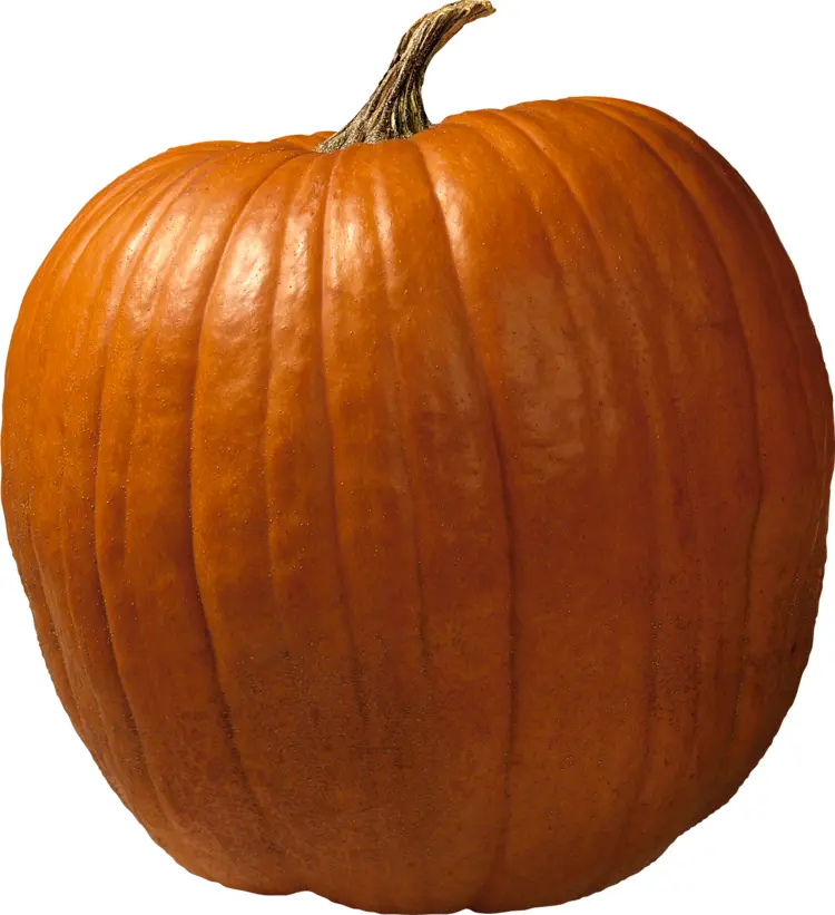 Orange Pumpkin for Halloween