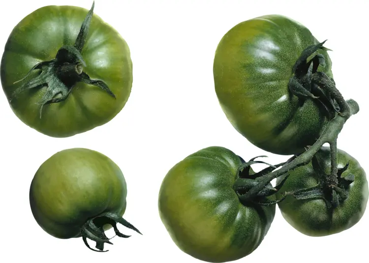 Cluster of Green Unripe Tomatoes