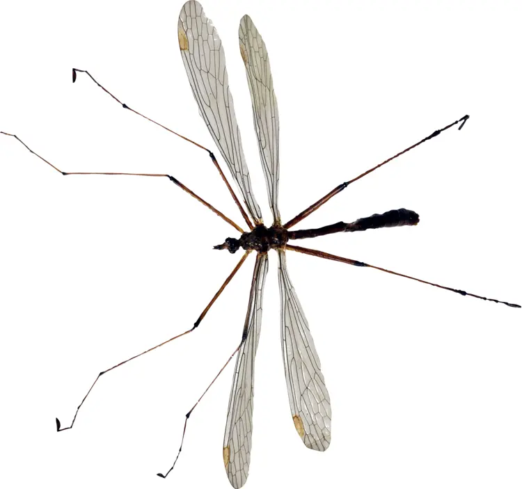 Delicate Crane Fly with Long Legs