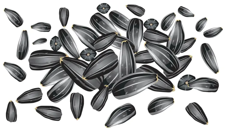 Sunflower Seeds for Healthy Snacking