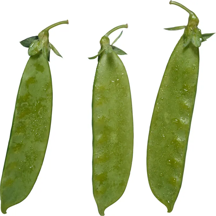 Fresh Snow Peas