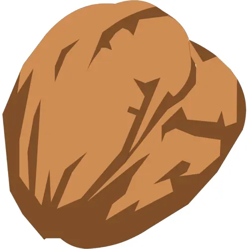 Brown Walnut Nut Illustration