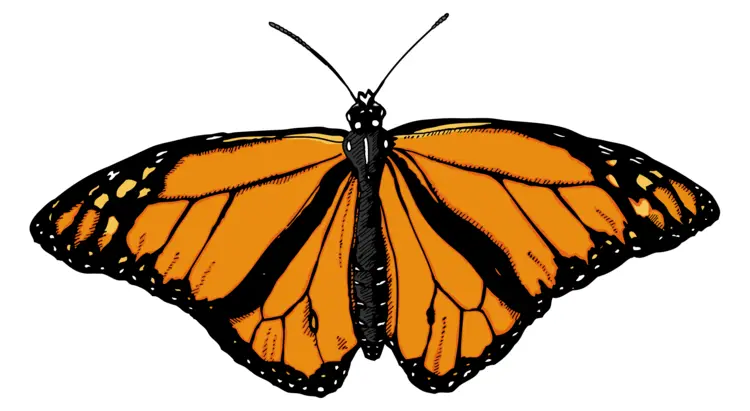 Monarch Butterfly with Orange Wings