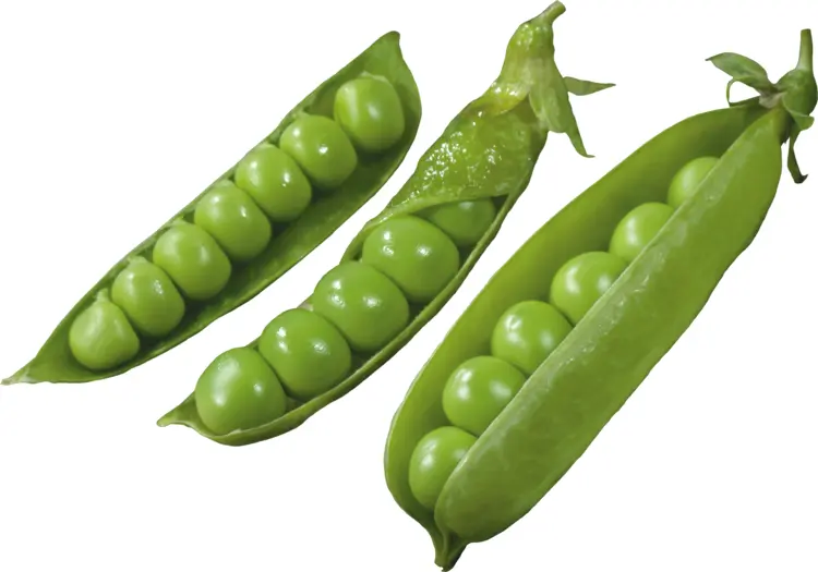 Fresh Green Peas in Pod