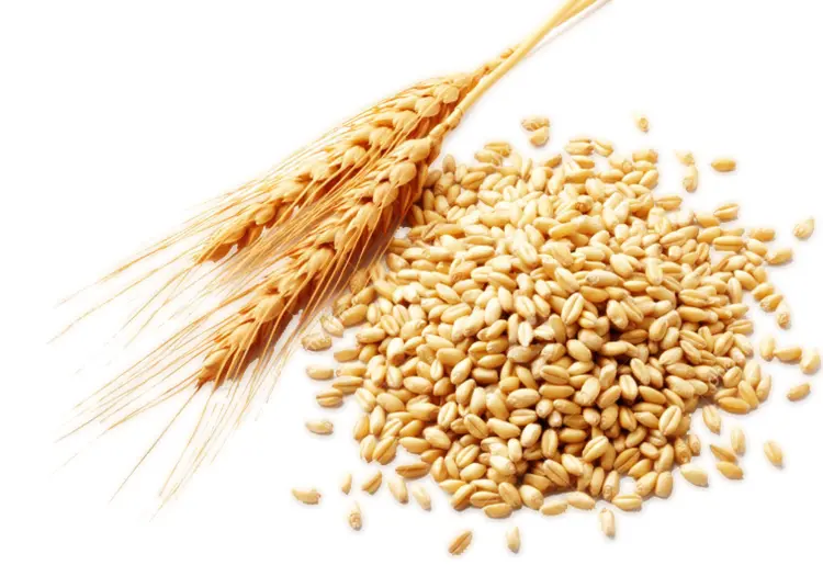 Wheat Stalk and Grains