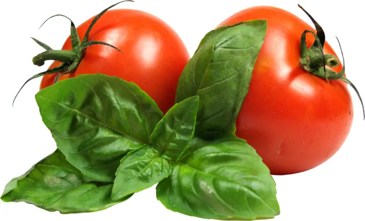 Fresh Tomatoes with Basil