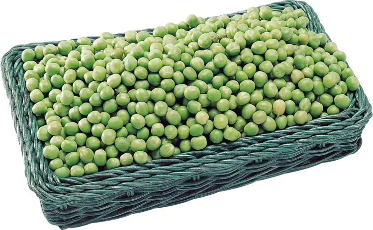 Basket of Fresh Green Peas