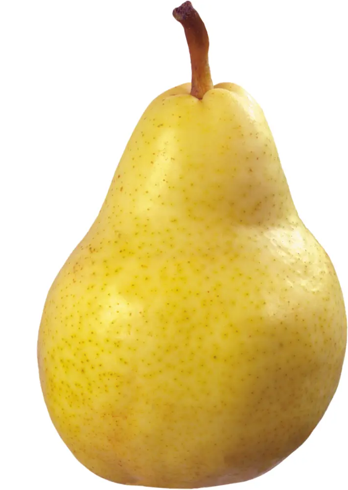 Yellow Pear