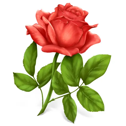 Beautiful Red Rose