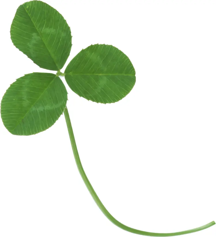 Natural Three-leaf Clover