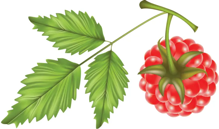 Red Raspberry with Green Leaves