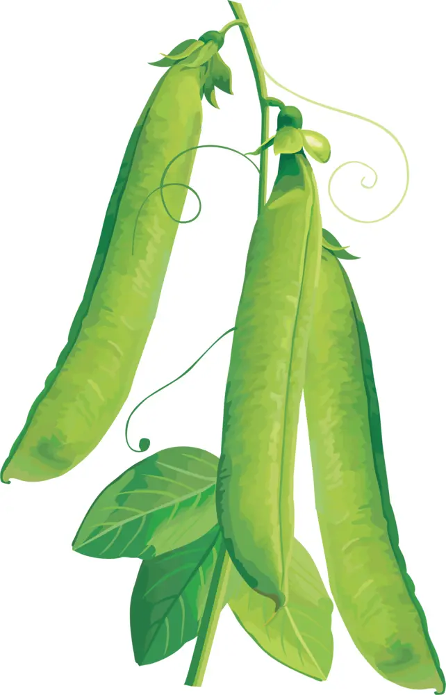 Green Pea Pods on Vine