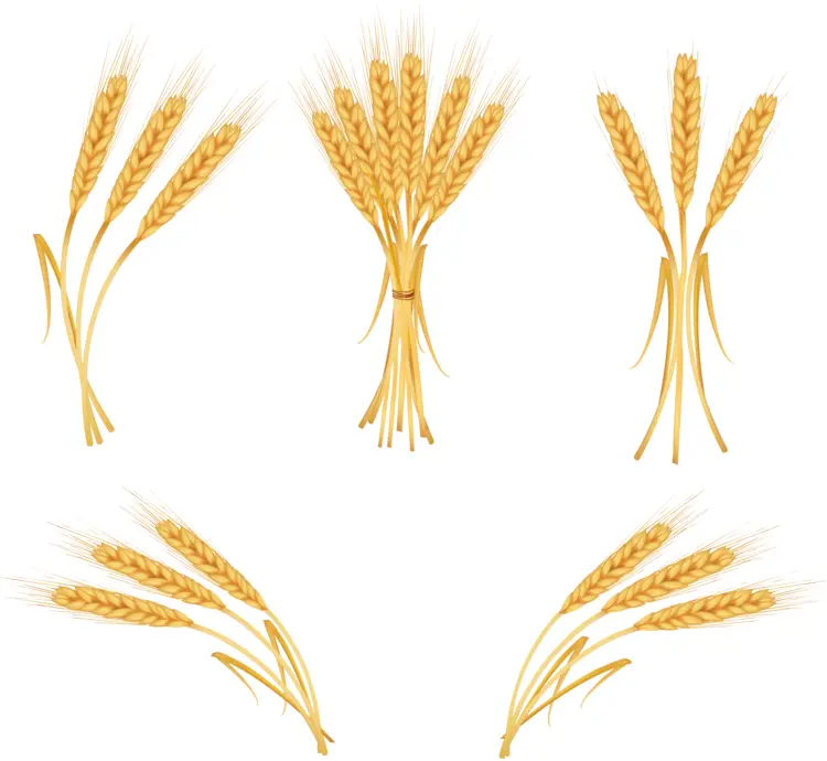 Various Wheat Stalks Illustrations