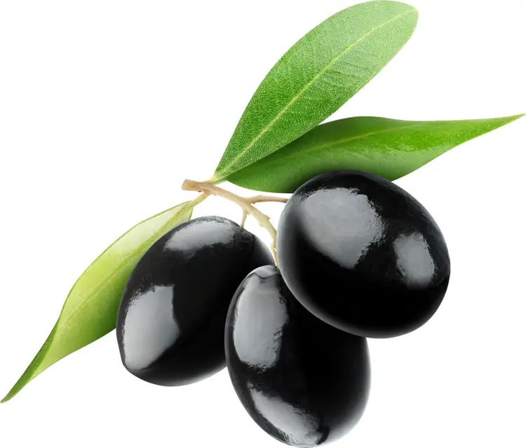 Fresh Black Olives with Leaves