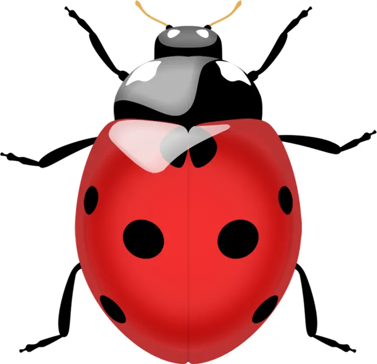 Red Ladybug with Black Spots