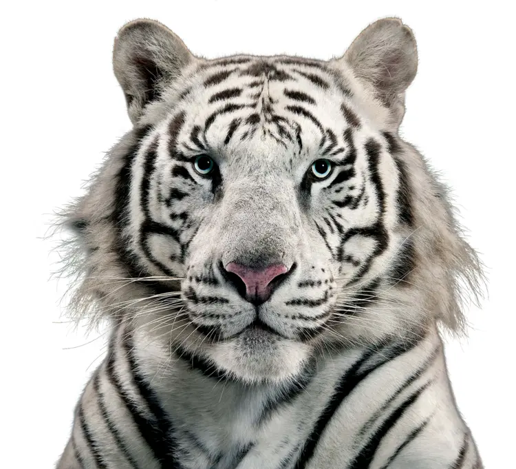 Majestic White Tiger