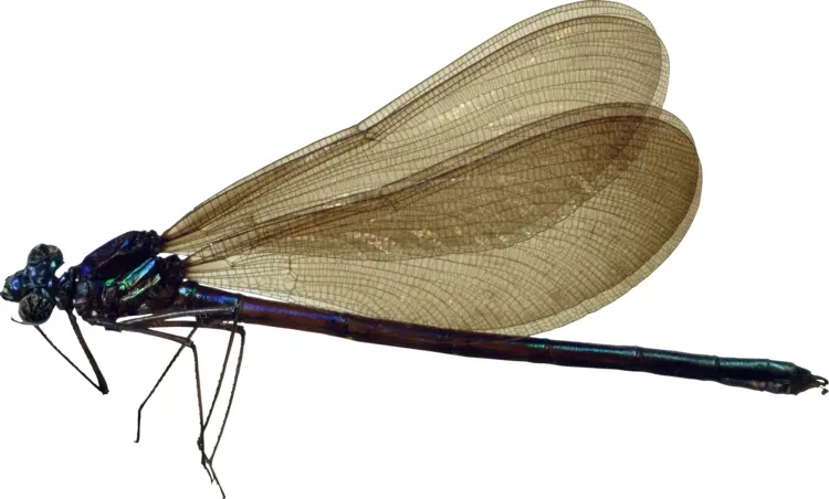Damselfly with Delicate Wings
