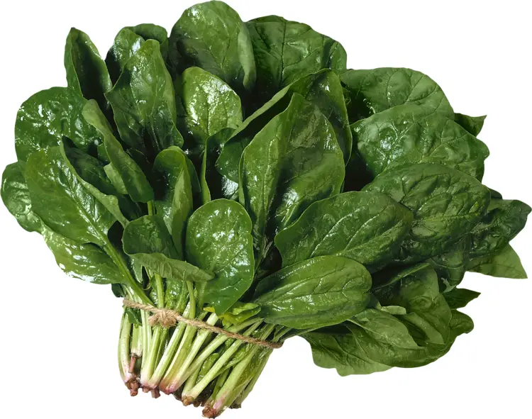 Fresh Spinach Leaves