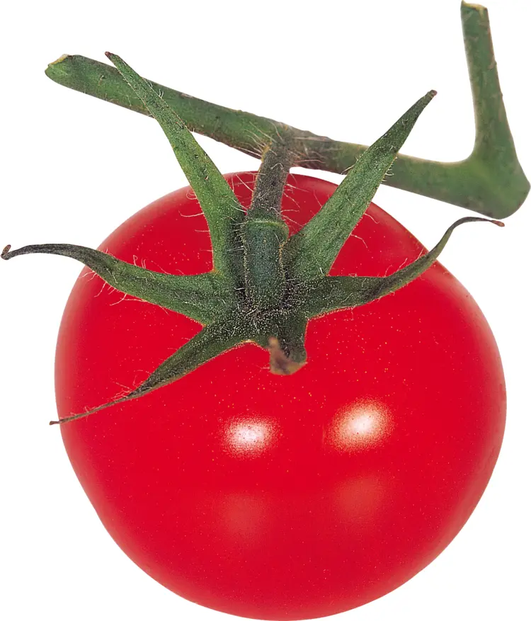 Ripe Red Tomato