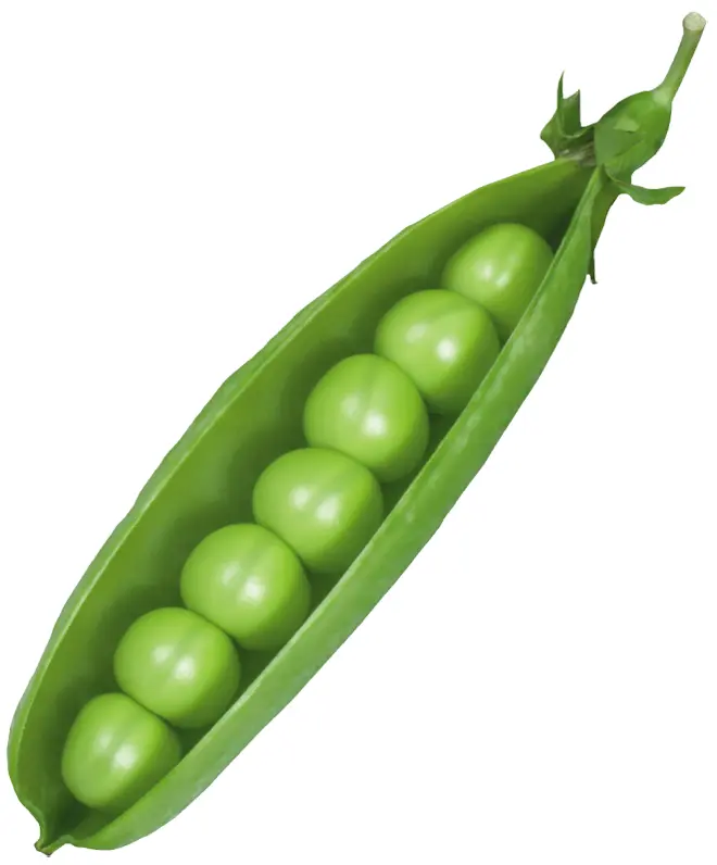 Fresh Green Pea Pod