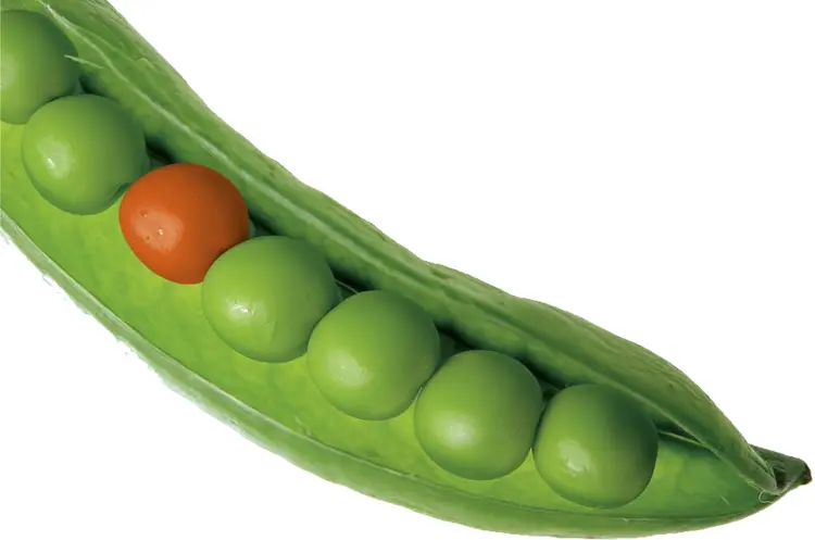 Green Peas with One Red Pea