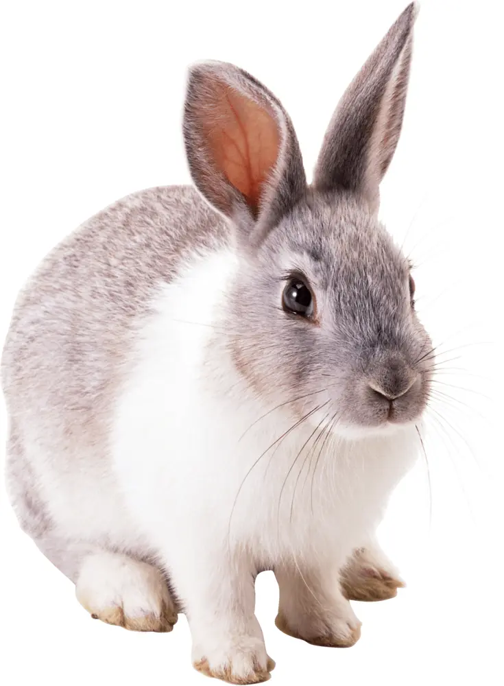Cute Grey and White Rabbit