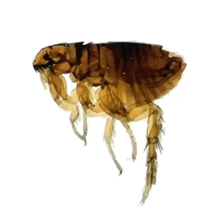 Close-up of a Flea