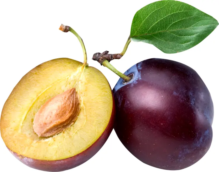 Purple Plum with Leaf