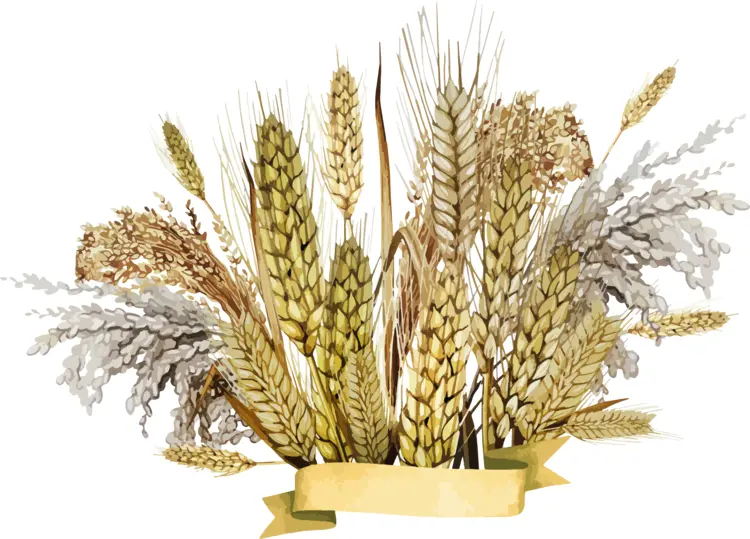 Golden Wheat Harvest Illustration