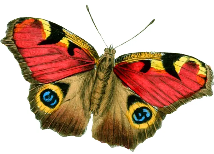 Colorful Peacock Butterfly