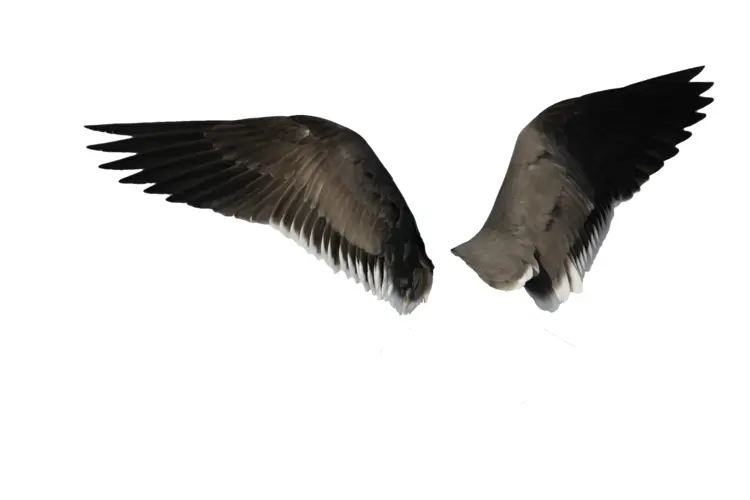 Black Wings