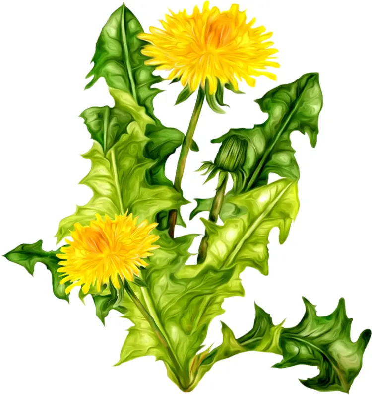 Bright Yellow Dandelion with Green Leaves