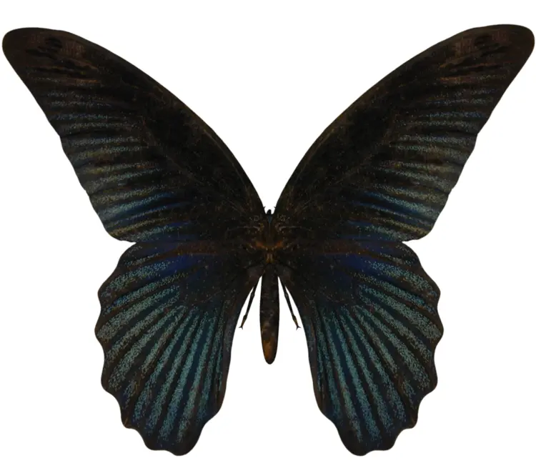 Black Butterfly with Patterned Wings