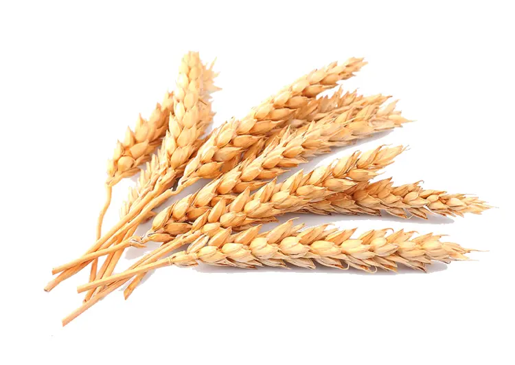 Golden Wheat Stalks