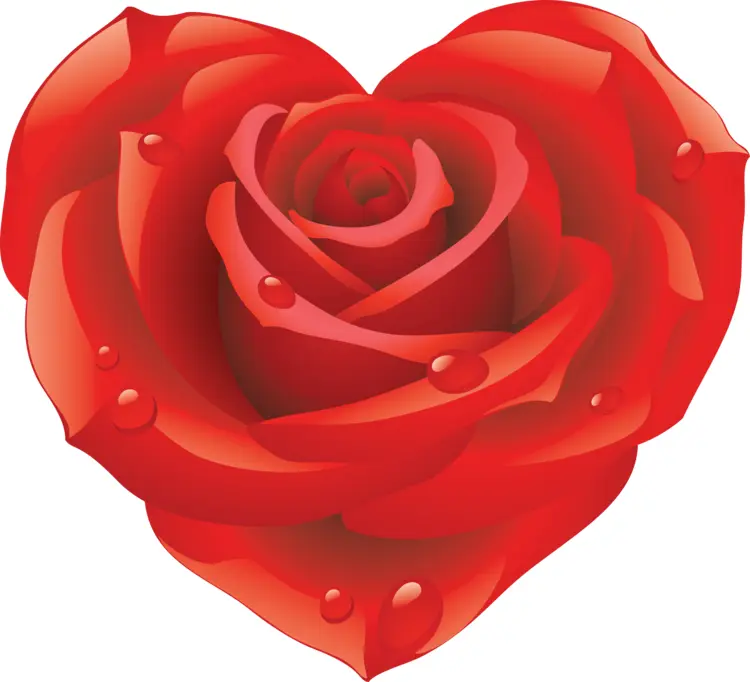 Heart-Shaped Rose for Valentine's Day