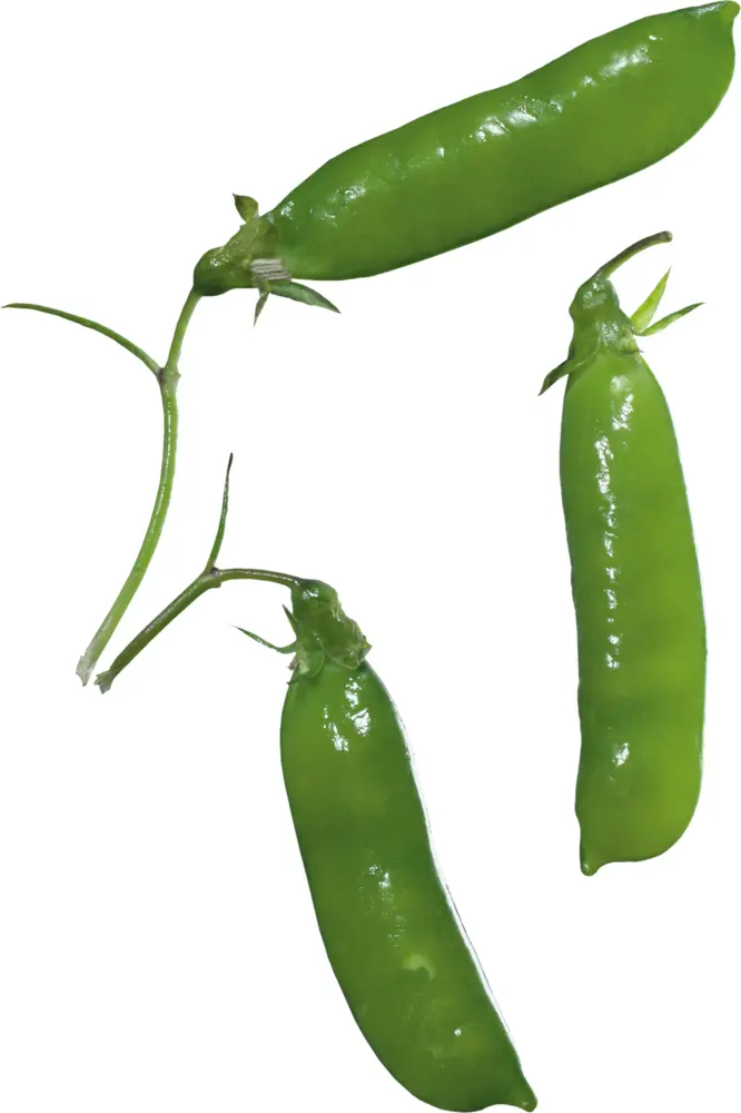 Fresh Green Peas in Pod