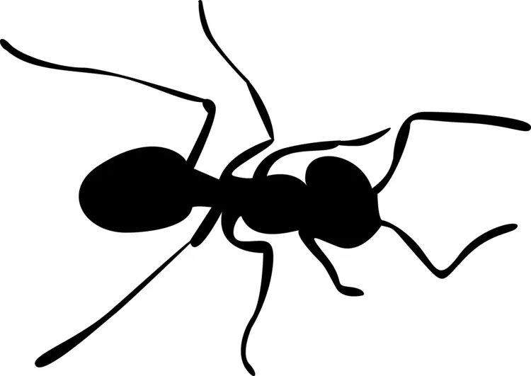 Black Ant Top View
