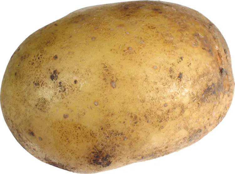 Single Brown Potato