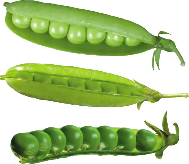 Green Peas in Pods