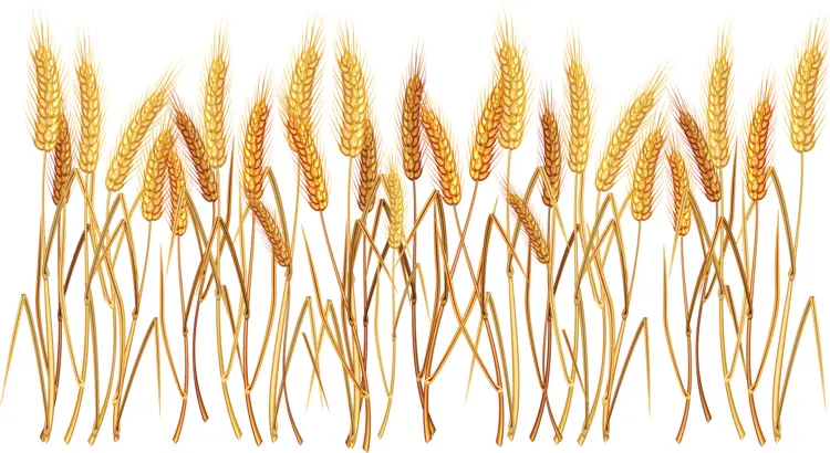 Wheat Stalks Illustration