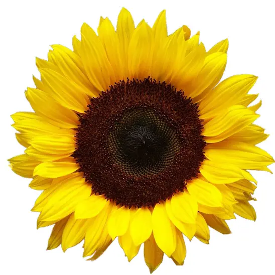 Vibrant Yellow Sunflower
